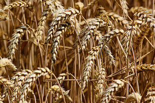 金黄麦穗 丰收的希望