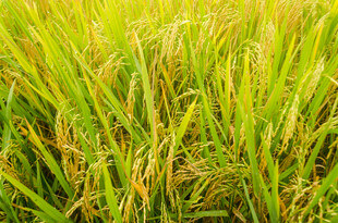 金黄稻田 生机盎然