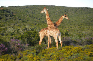 草原上的两只长颈鹿