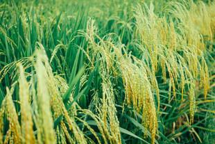 金黄稻田 丰收在望