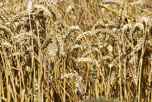 金黄麦田 丰收的希望