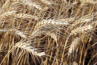 金黄饱满的成熟小麦