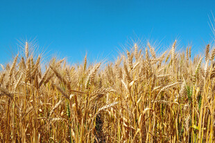 金黄麦田蓝天美景