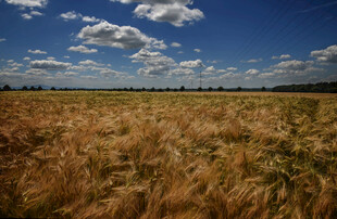 金黄麦田与蓝天白云美景