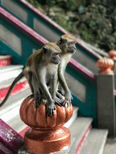 猴子立于台阶装饰柱上