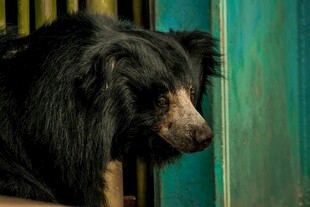 笼中黑熊