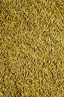 金黄饱满的稻谷颗粒