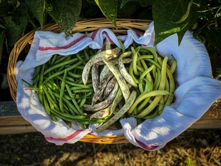 篮子里的新鲜豆角