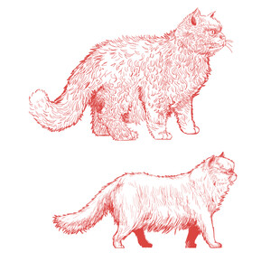 手绘两只长毛猫形象