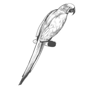 黑白线条鹦鹉插画