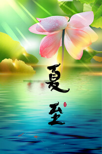 夏至时节荷花映水美景