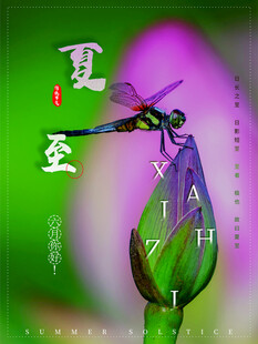 夏至时节蜻蜓立荷尖