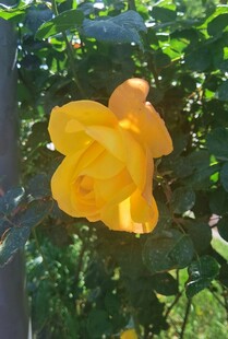 金黄月季花