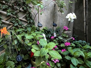 庭院角落的多彩植物景观