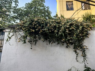 墙上繁茂绿植生机盎然