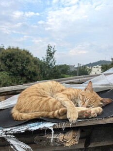屋顶上酣睡的橘猫