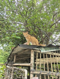 屋顶上的猫咪