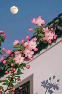 月下海棠