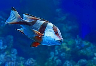 海洋中游动的彩色条纹鱼