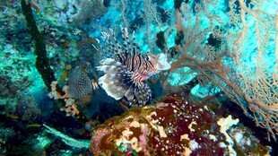 海底多彩珊瑚与鱼类景观