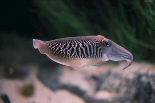 条纹魟鱼水中优雅游动