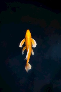 水中游弋的美丽金黄锦鲤