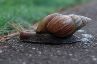 路上的棕色蜗牛