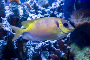 海洋中的美丽热带小鱼