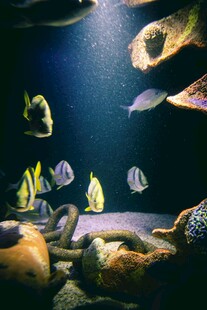 海底鱼群与礁石景观