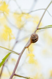枝头蜗牛特写