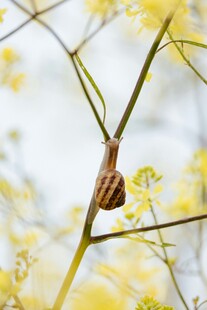 枝头蜗牛赏烂漫黄花