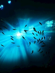 海底光束下的群鱼游动