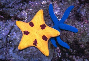 双色海星特写
