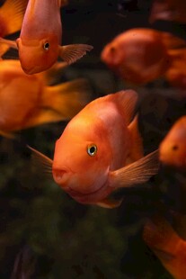 艳丽鹦鹉鱼群水中畅游