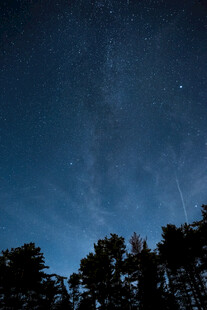夜空下的树林与闪烁繁星