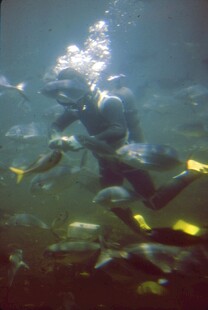 潜水员与群鱼共游海底