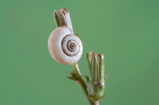蜗牛栖息于嫩绿植物枝头