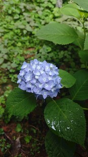 蓝绣球花绽放绿叶间
