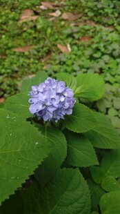 蓝绣球花绽放绿叶间