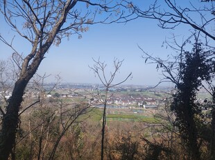 俯瞰山林