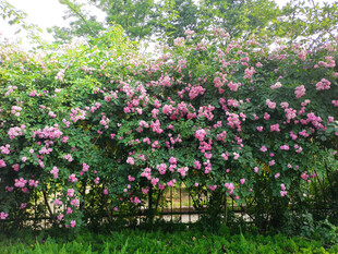 粉色蔷薇花墙
