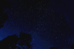 夜空繁星下的树木剪影
