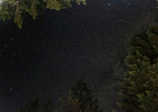 夜空下的森林与闪烁繁星