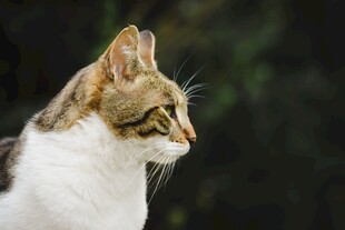 侧头猫咪