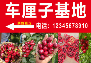 车厘子  樱桃