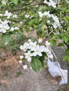 枝头绽放的白色花朵