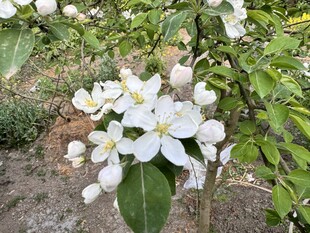 洁白苹果花绽放枝头