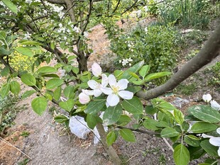 枝头绽放的洁白花朵