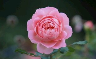 娇艳粉色月季花特写