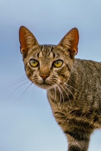 斑纹猫咪抬头望天空
